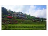 SAFIER VILLA